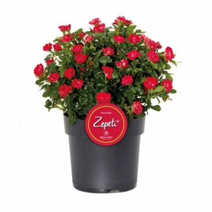 Růže 'Zepeti' 6,5 litru