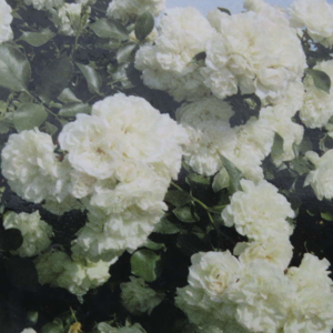 Růže'White Meilland' květináč 3 litry