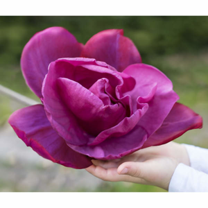 Magnolie 'Meganolia'® květináč 16,5 litru, výška 125/150cm, keř