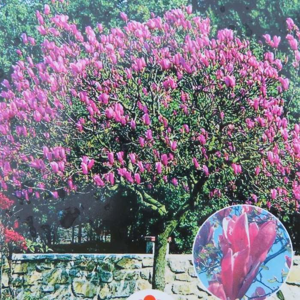 Šácholan obovejčitý 'Purpurea' květináč 10 litrů