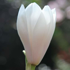 Magnolie Soulangeova 'Alba Superba' květináč 6 litrů, výška 60/80cm, keř
