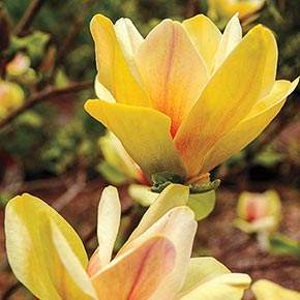 Magnolie 'Sunsation' květináč 45 litrů, výška 150/175cm, keř