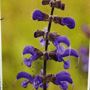 Šalvěj luční květináč 9cm