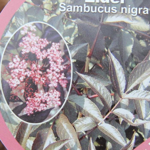 Sambucus nigra 'Black Beauty' 4 litry