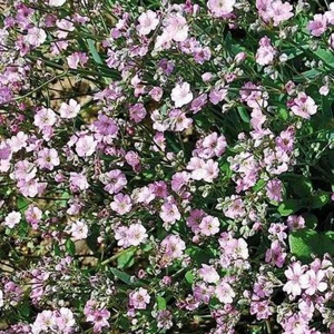 Šater plazivý 'Rosea' květináč 9cm