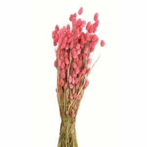 Sušina Lesknice Chrastice barvená růžová 76cm