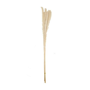 Sušina pampová tráva bělená 65-75cm, 6ks