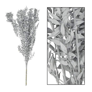 Sušina ruscus barvená větev stříbrná 75cm