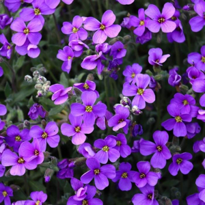 Tařička 'Audrey Purple Shades' květináč 9cm
