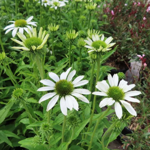 Třapatka nachová 'Prairie Splendor Compact White' květináč 15cm