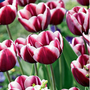 Tulipán 'Fontainebleau' 10ks