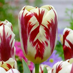 Tulipán 'Grand Perfection' 10ks