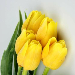 Tulipán řezaný umělý 40cm žlutý