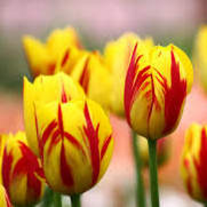 Tulipán 'Washington' 10ks