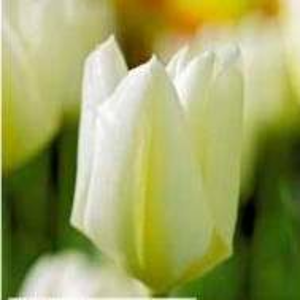 Tulipán 'White Emperor' 25ks