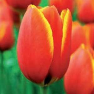 Tulipán 'World's Favourite' 10ks