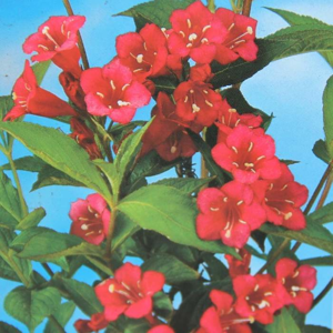 Vajgélie  'All Summer Red'® květináč 2,5 litru, výška 20/30cm, keř