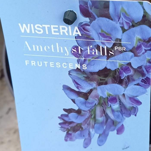 Vistárie křovitá 'Amethyst Falls' květináč 1,5 litru