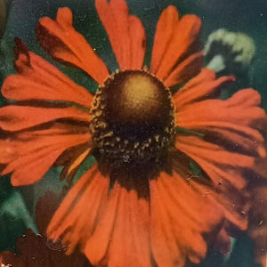 Záplevák 'Kupferziegel' květináč 9cm