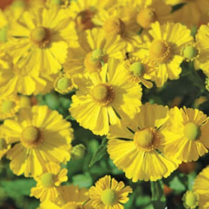 Záplevák podzimní 'Helena Yellow' 9cm