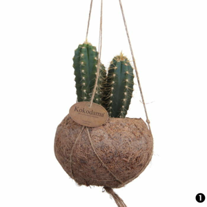 Závěsné aranžmá kaktusů Kokodama 12 cm 1