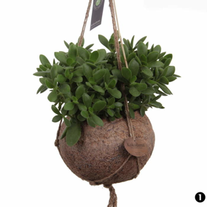Závěsné aranžmá pokojových rostlin Kokodama 15 cm 1