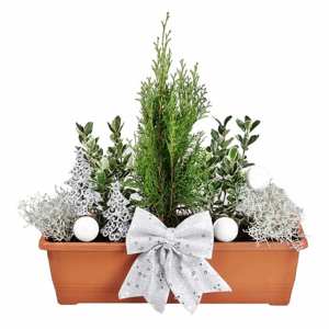 Zimní truhlík s rostlinami - terakota 60cm