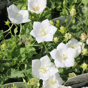 Zvonek karpatský 'White Clips' květináč 9cm